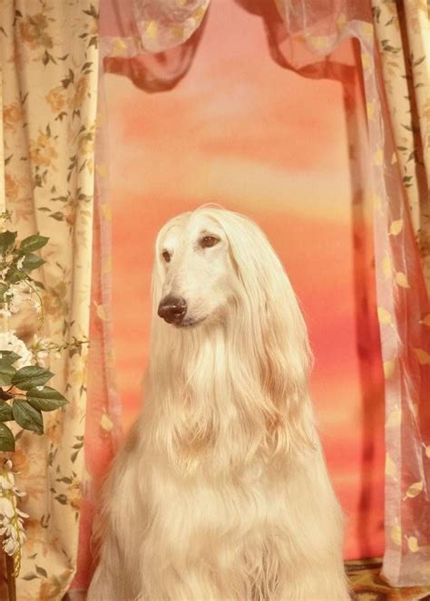 petra collins gucci dogs|Shot by Petra Collins, a lineup of dogs to celebrate the Year of the .